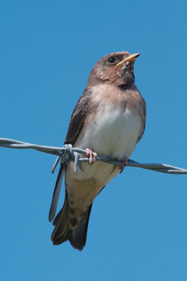March 19 — When the Swallows Return to Capistrano Today in Conservation