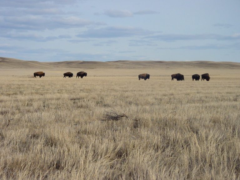 May 24 — Bison Again Roam Free in Canada’s Grasslands National Park