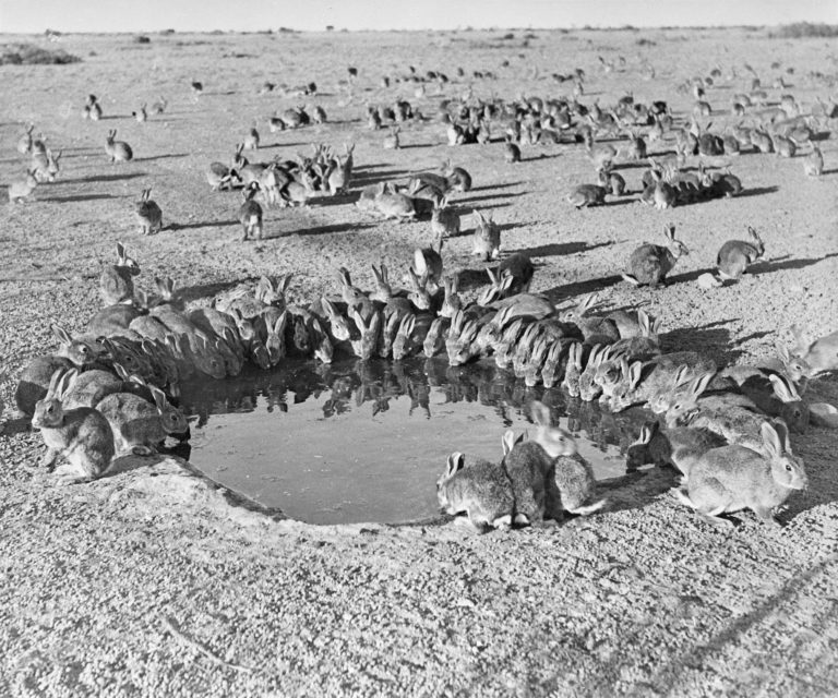 rabbit predators in australia