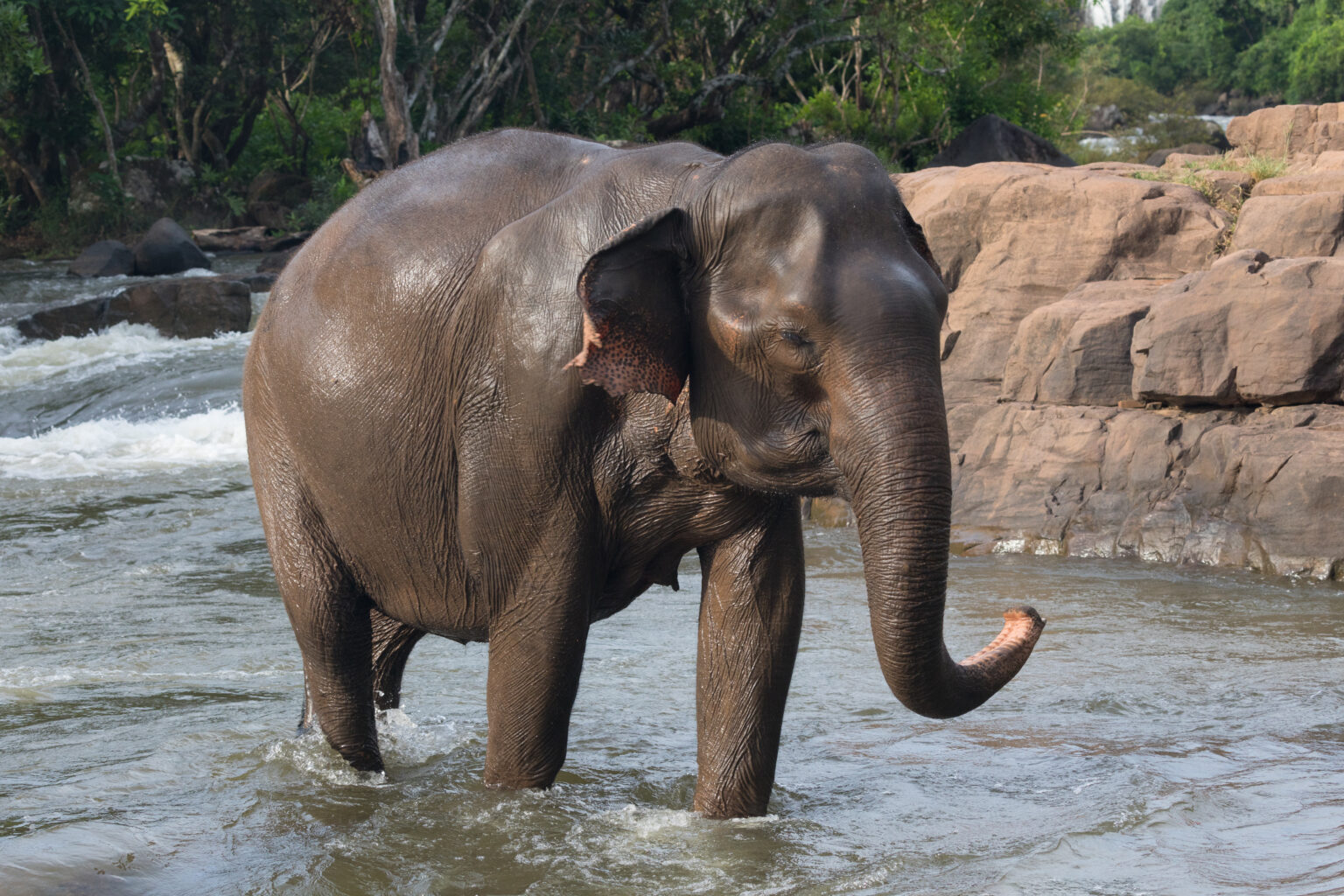 June 28 — Mark Shand, Asian Elephant Conservationist, Born (1951