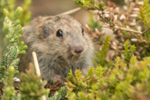 Do Lemmings Really Commit Mass Suicide?