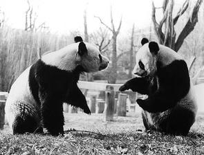 China's 'panda diplomacy': All you need to know - Times of India