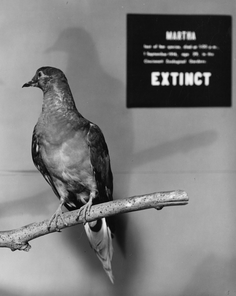 september-1-martha-the-last-passenger-pigeon-died-1914-today-in