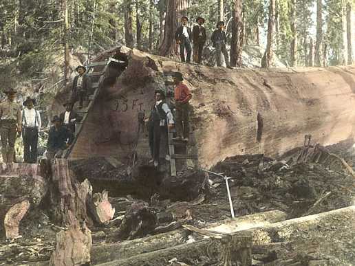 Bigfoot in the redwoods - Save the Redwoods League