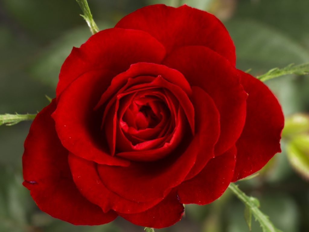 Rose Selected As U S National Flower