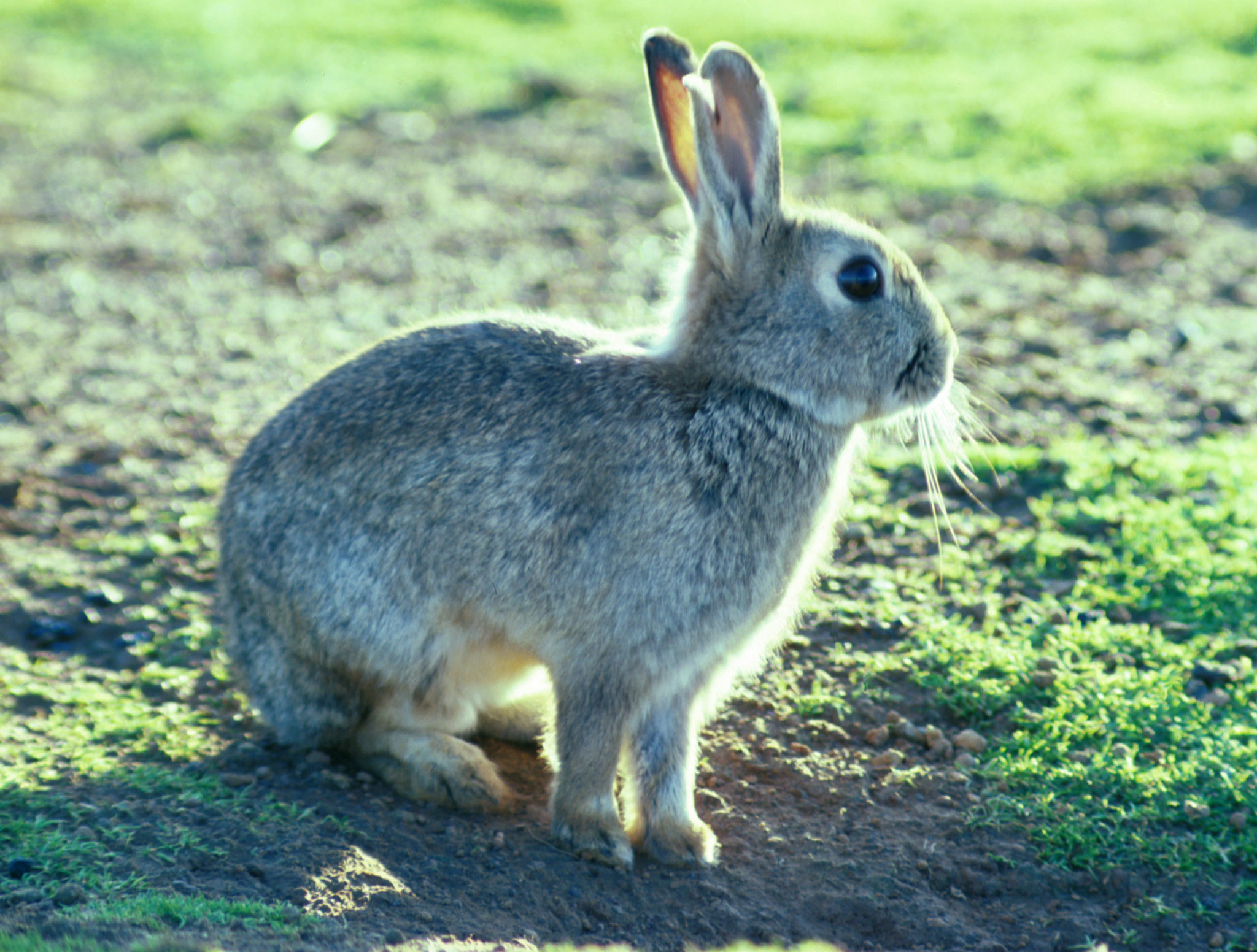December 25 — European Rabbits Introduced To Australia 1859 Today