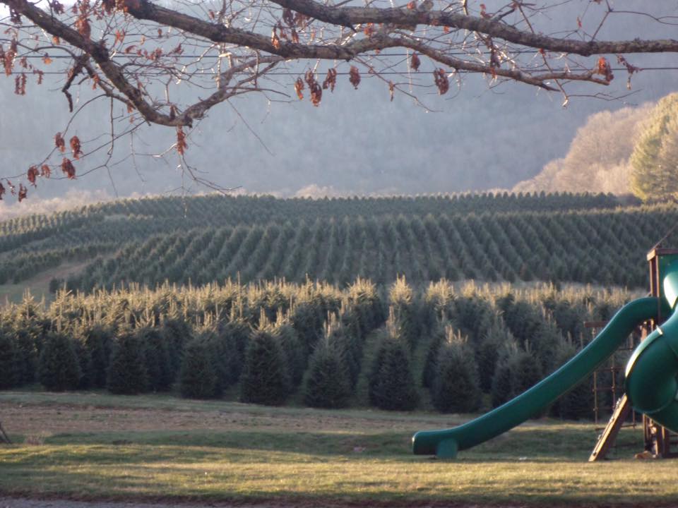 Farming tree. Peace Tree Farm.