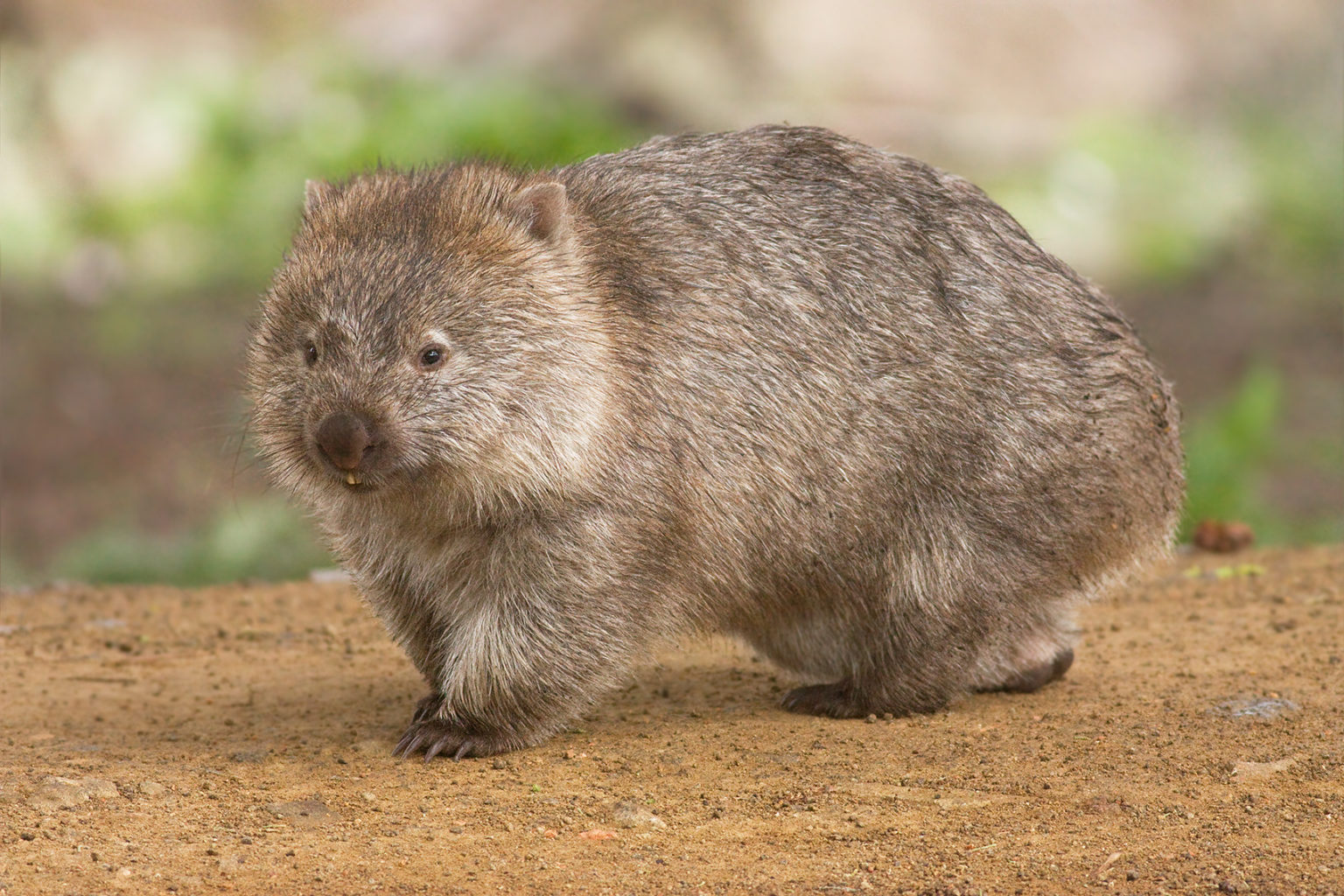 October 22 — Wombat Day Today in Conservation