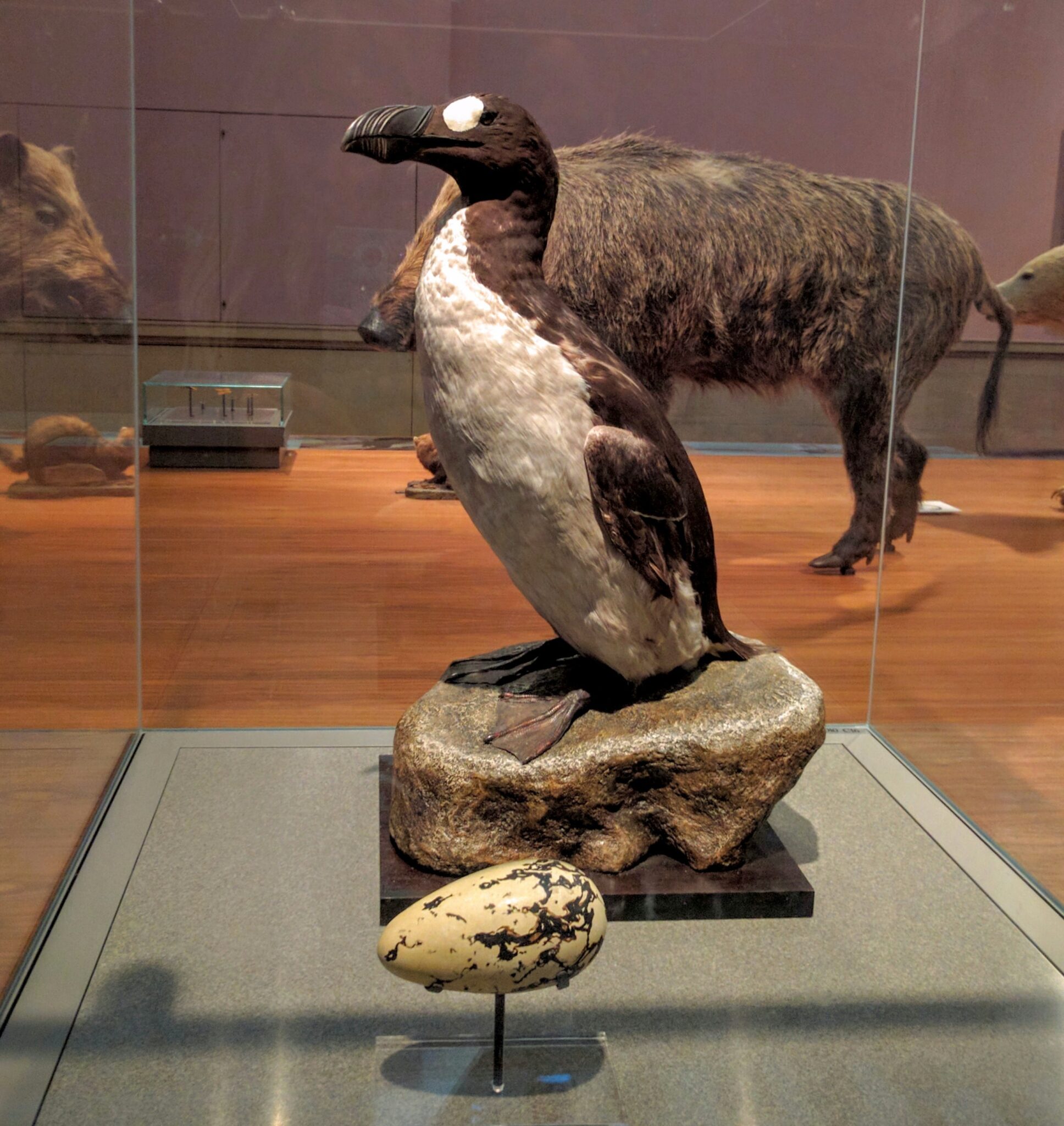 July 3 — Great Auk Went Extinct (1844) – Today in Conservation