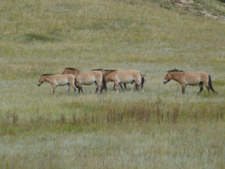 July 27 — Przewalski’s horse gave birth by artificial insemination ...