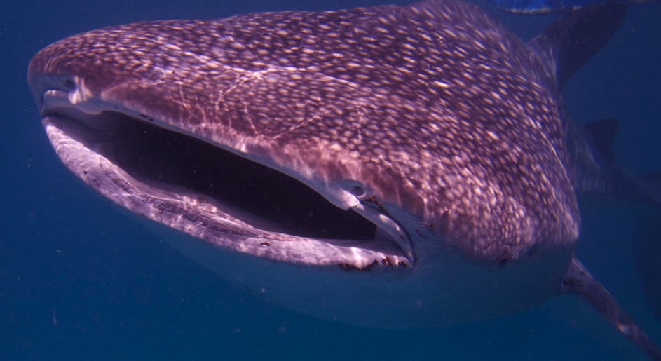 August 30 — International Whale Shark Day – Today in Conservation