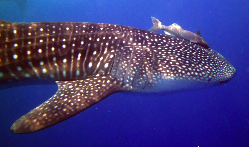 INTERNATIONAL WHALE SHARK DAY - August 30, 2024 - National Today