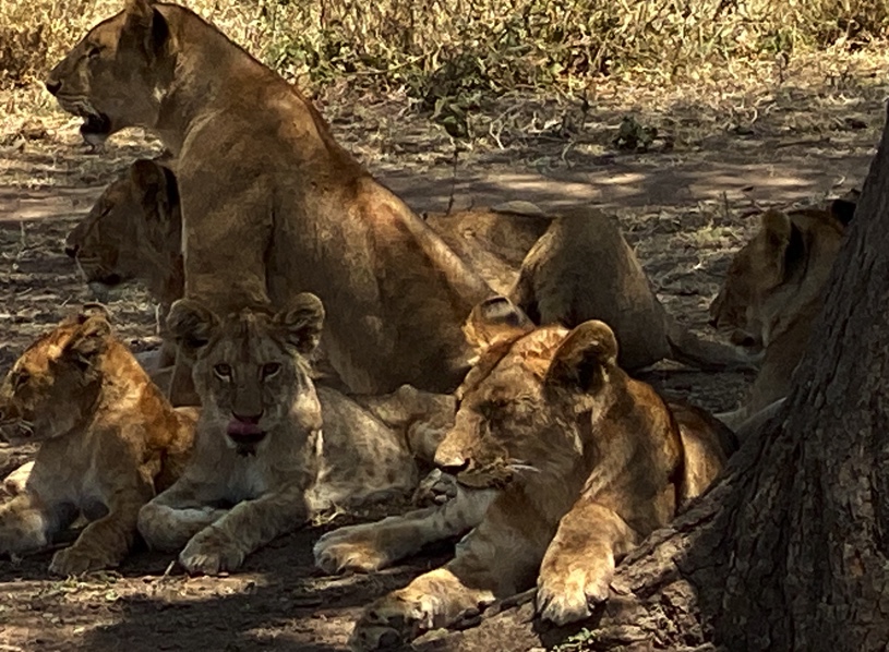 Curious George, George and the Lion Cubs